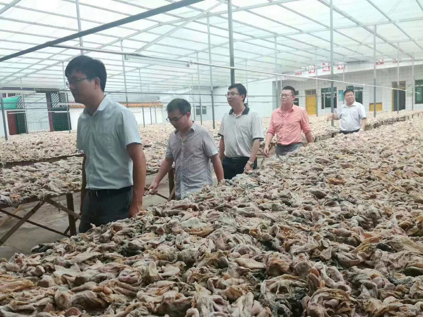 河源市东源县青草塘绿色果蔬有限公司ISO 22000&HACCP 审核现场(图2)